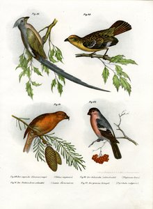 Mousebird
